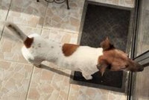   Saillie Fox terrier � poils lisses 