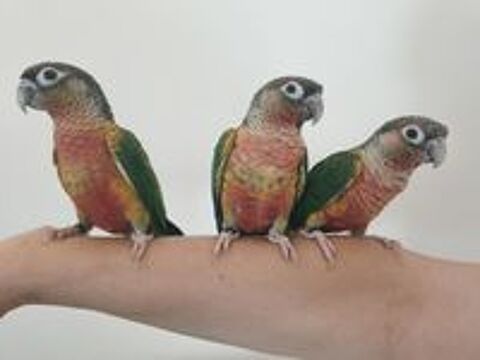   Conures de molina eam 