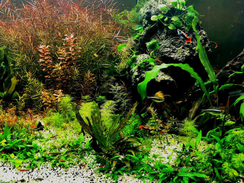   Plantes d'aquarium diverses 
