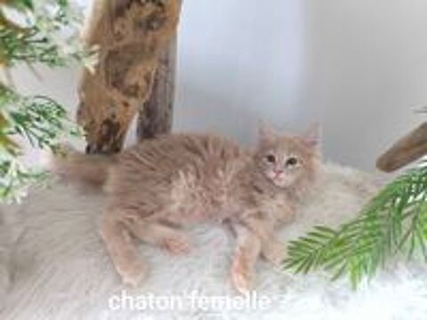   Deux  merveilles maine coon LOOF  