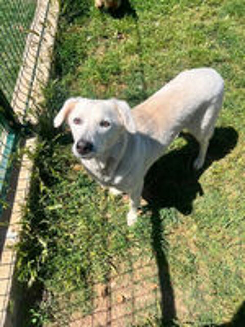   BELKA CROISEE LABRADOR 3 ANS 
