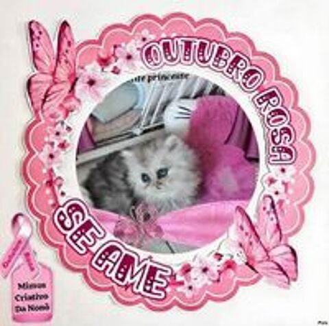   CHATON PERSAN  