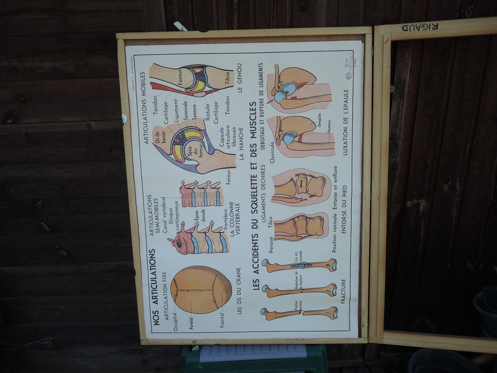 Affiches du corps humain 