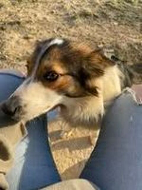   Chien TIYA à l adoption 