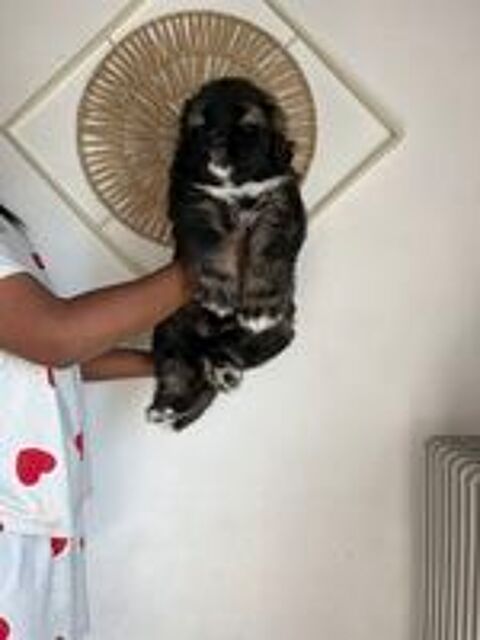   Chiot berger du Caucase  