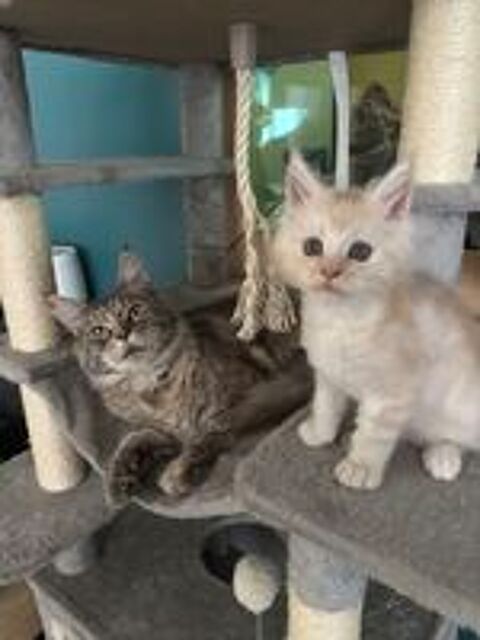   Chaton Maine coon loof  