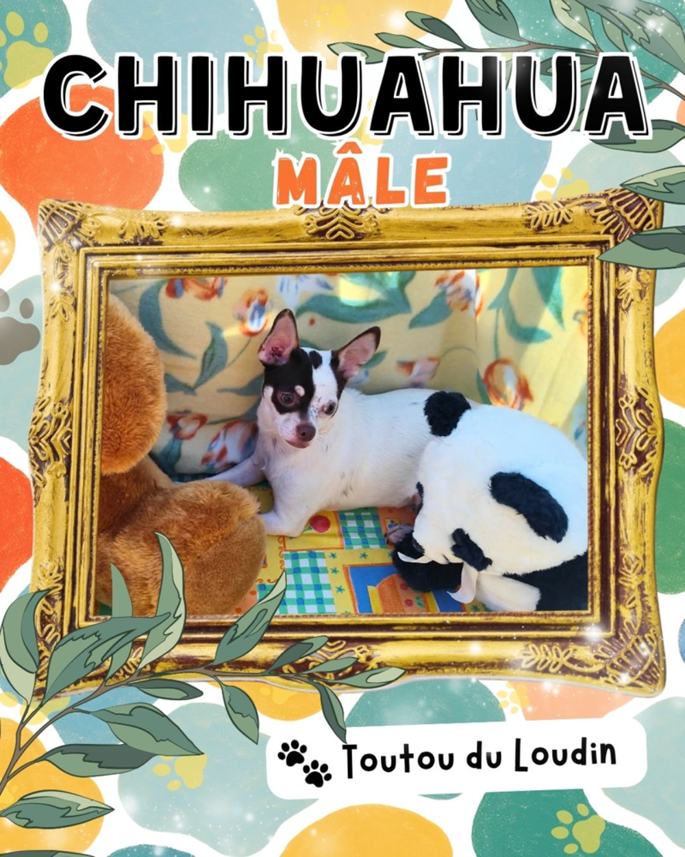   Chiot chihuahua mâle poils courts 