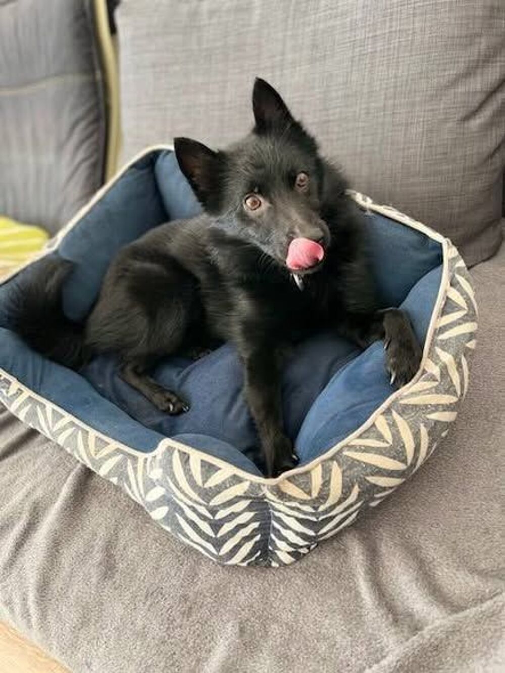   Chien SCHIPPERKE à l adoption 