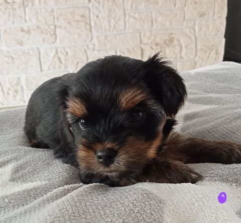 Yorkshire chiots disponibles 1000 85600 Montaigu