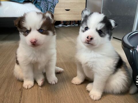 &Agrave; r&eacute;server ? Chiots type Husky nain / Spitz (type Pomsky) 2200 73400 Marthod