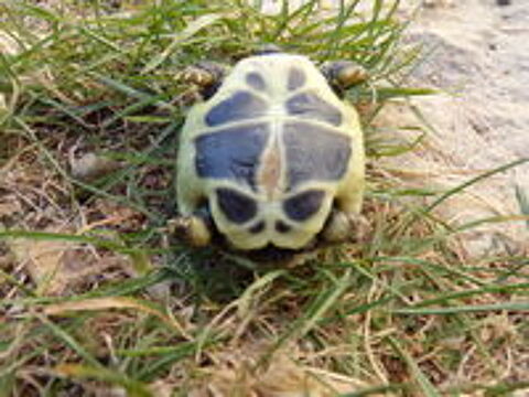  Tortues de terre 