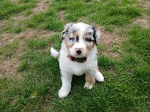   chiots bergers australiens LOF. 