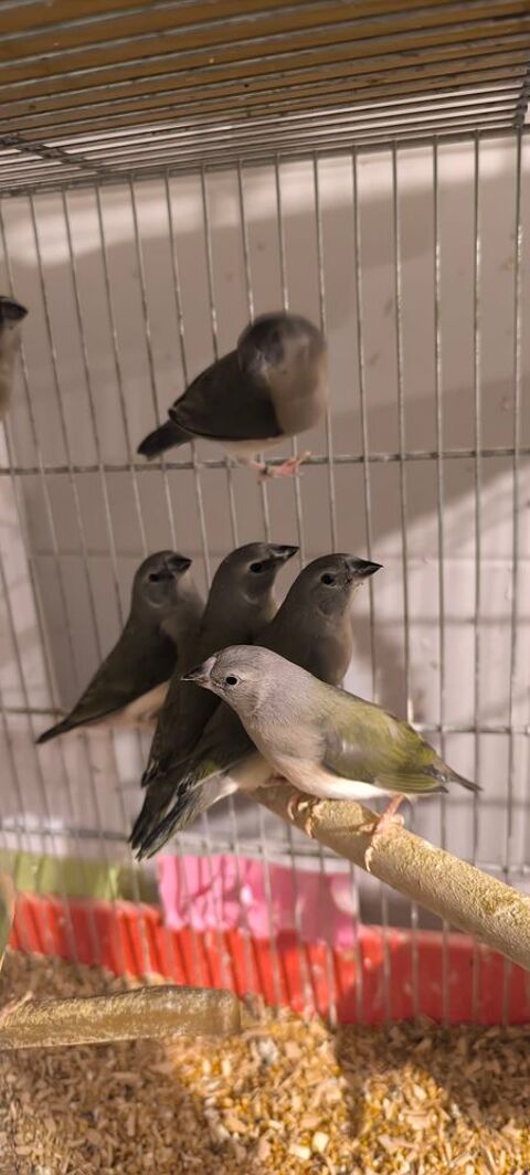 Gould 2026 30 29860 Bourg-blanc