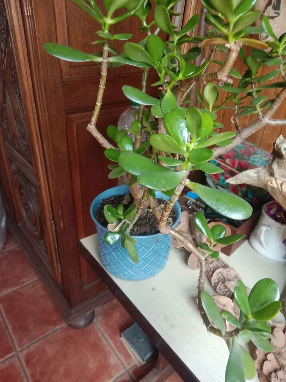 Plante crassula Jardin