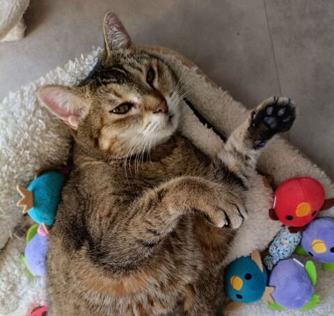 BECHAMELLE, chatte tigr&eacute;e 1 an 120 34000 Montpellier