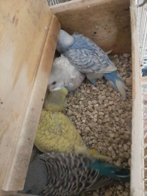 Perruches ondul&eacute;es 15 78420 Carri�res-sur-seine