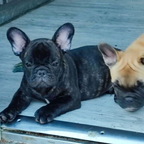 Superbes chiots Bouledogue Fran&ccedil;ais LOF 485 11000 Carcassonne