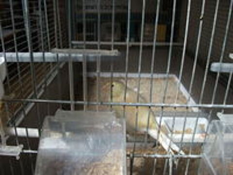   cede canaris 