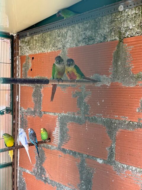 conures 150 31290 Villefranche-de-lauragais