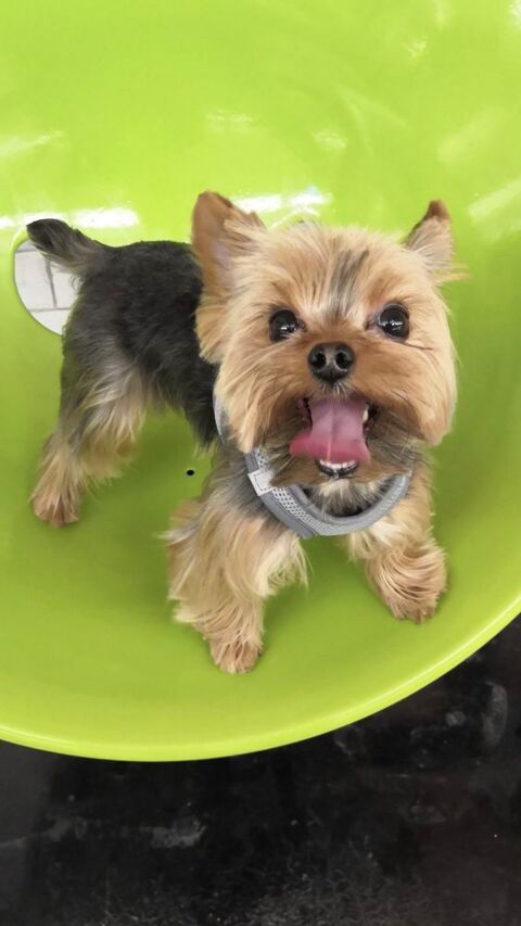 Cherche Yorkshire femelle pour saillie 0 75016 Paris