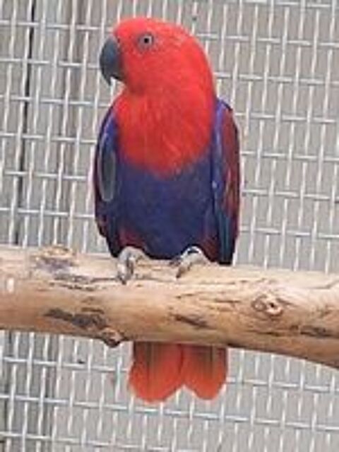   Perroquet eclectus couple  