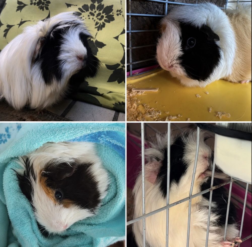   Cherche en une famille pour mes deux cochons d'Inde 