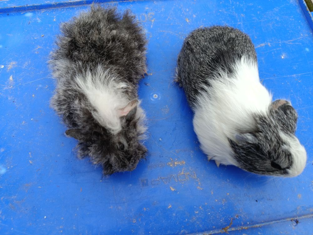   Rongeurs septembre 2024 