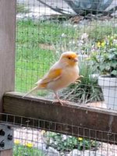   2 mâles canaris  