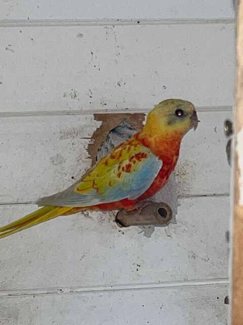 Disponible 3 m&acirc;les Turquoisines 2026 . 30 60120 Breteuil