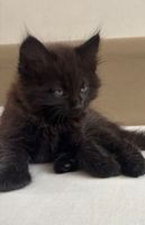   CHATON 2 MOIS 
