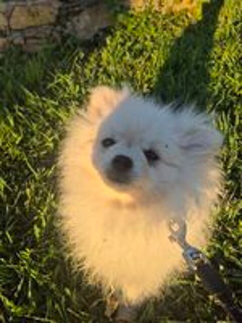   Spitz nain  