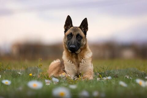 Chien NAYA &agrave; l adoption 250 26120 Montmeyran