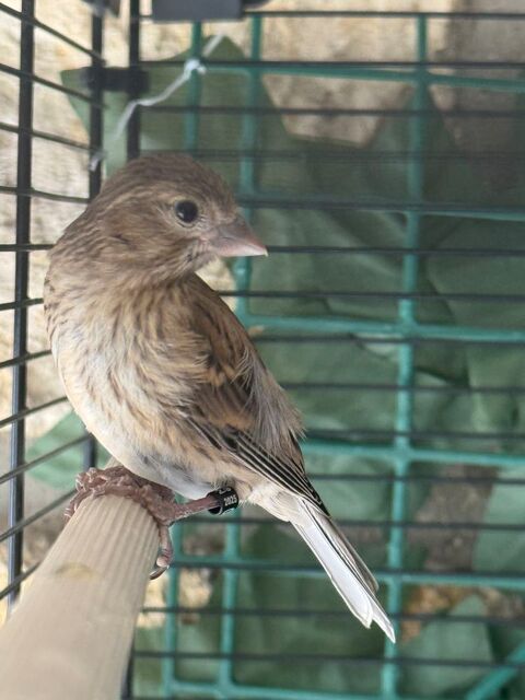 Jeune canari raza 20 93330 Neuilly-sur-marne
