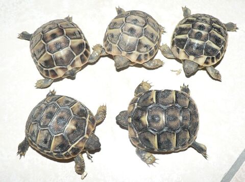 B&eacute;b&eacute;s tortues terrestres 35 34470 Pérols