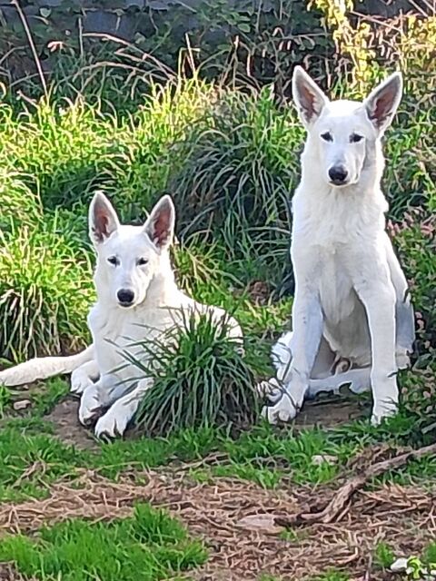  "Chiots de classe pour gens de qualit&eacute;".  3 Superbes chiots 1300 85670 Saint-christophe-du-ligneron