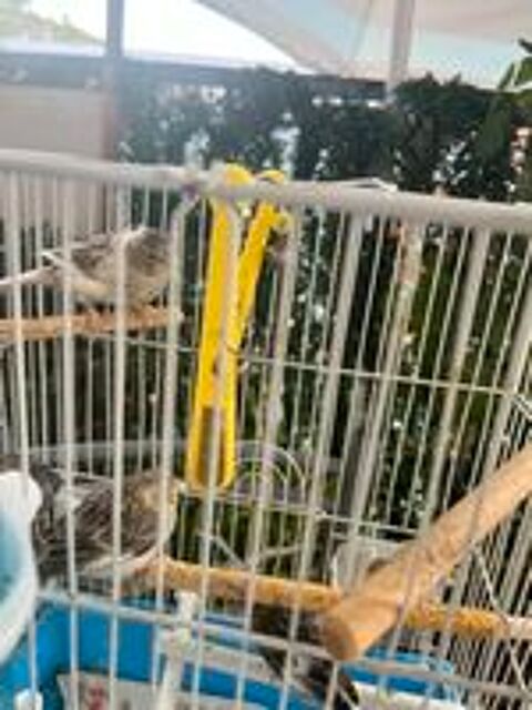   Canaries, oisillons 2 à 5 mois  