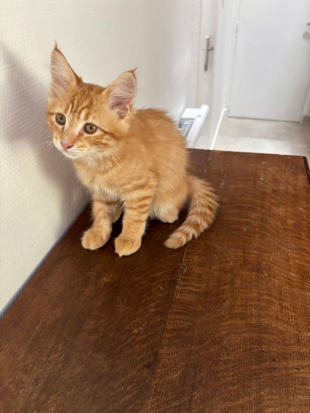   de 5 chatons de famille dont 3 mâles et 2 femelles. 