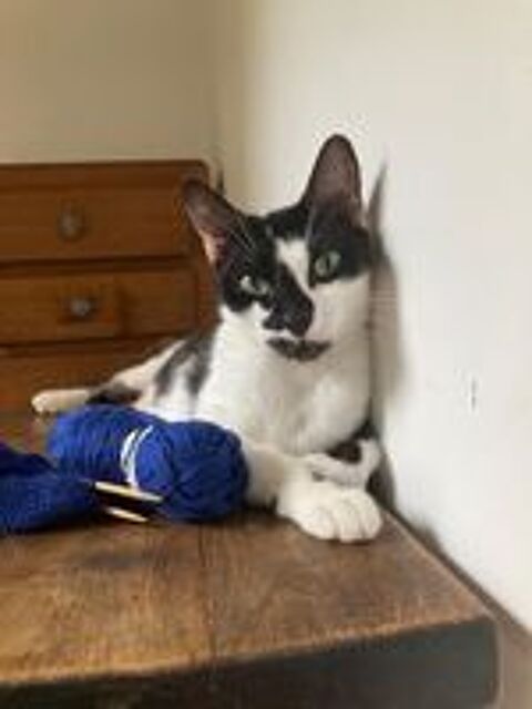   JULIETTE Jeune chatte affectueuse et douce 