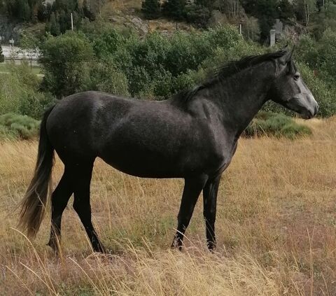 Superbe jument pure race espagnole plein papier ANCCE 5800 66760 Latour-de-carol