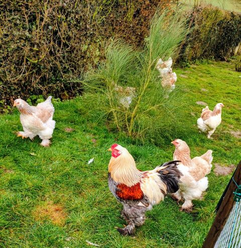 Oeuf f&eacute;cond&eacute; brahma saumon 2 80600 G�zaincourt