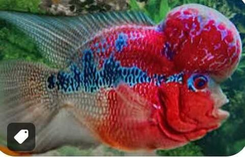 poisson flowerhorn Marseille 1 (13)