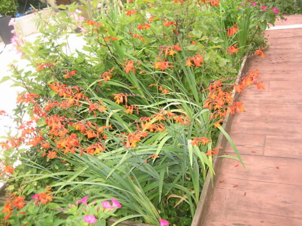 jolie fleur crocosmia Jardin