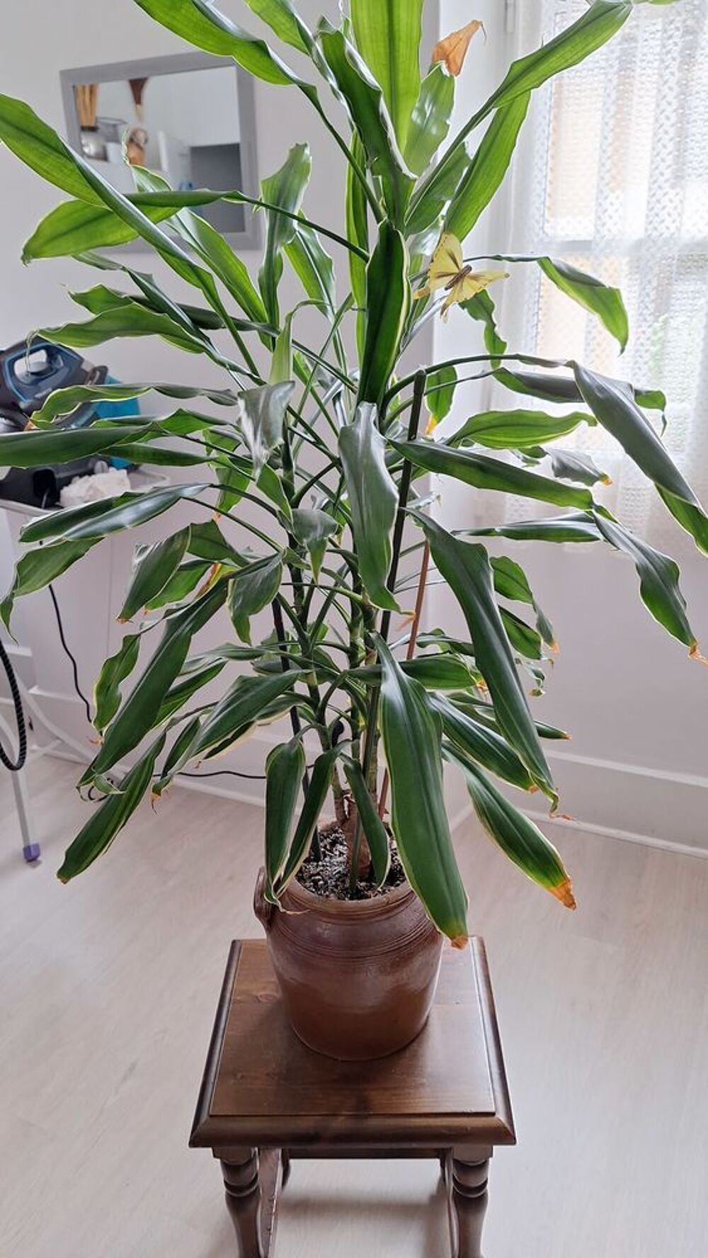 Plante d'interieur Décoration