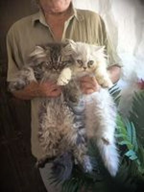   Chatons males persans 