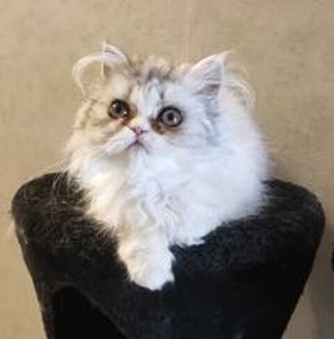   Chatons persan silver LOOF 