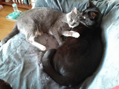 BIDULE ET CRAPULE 370 92400 Courbevoie