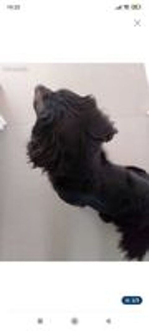   Donne chien Beagle crois� Border Collie 