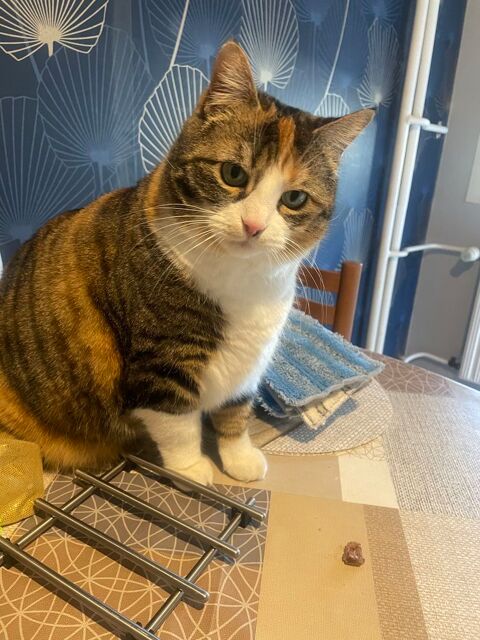 Donne contre bons soins chatte st&eacute;rilis&eacute;e 4ans 0 68300 Saint-louis