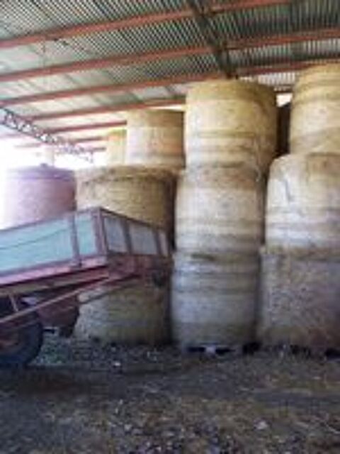   foin    botte   ronde 2025  bio  