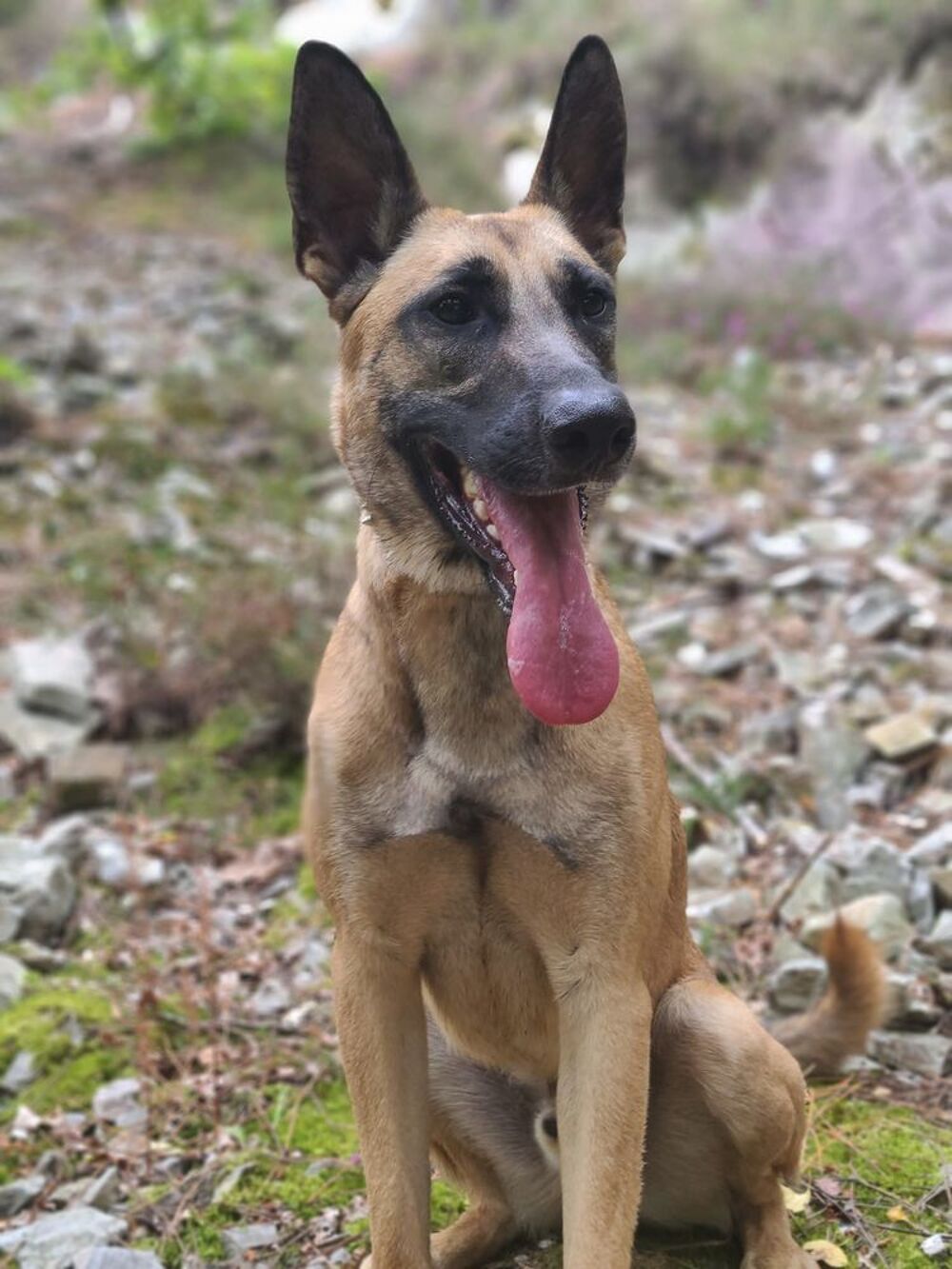   Sigurd - jeune mle malinois x berger allemand 